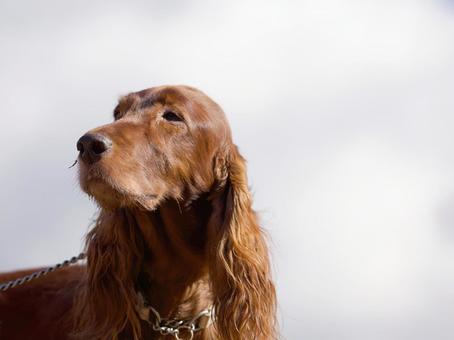 アイリッシュセッターのポートレート 犬,アイリッシュセッター,ワンコの写真素材