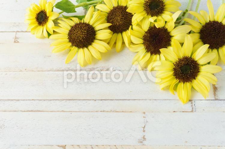 白い木目とひまわりの花の背景 ひまわり,夏,木目の写真素材