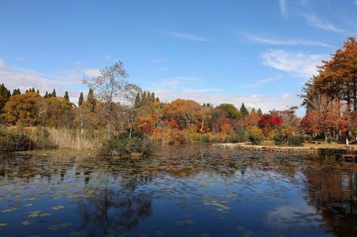 紅葉　妙高高原　いもり池 秋,自然,湖の写真素材