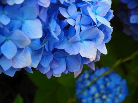 紫陽花 紫陽花の写真