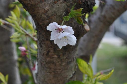 Photo, spring, cherry blossoms, sakura, 
