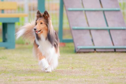 sheltie, cão, sheruti, funcionamento do cão, JPG