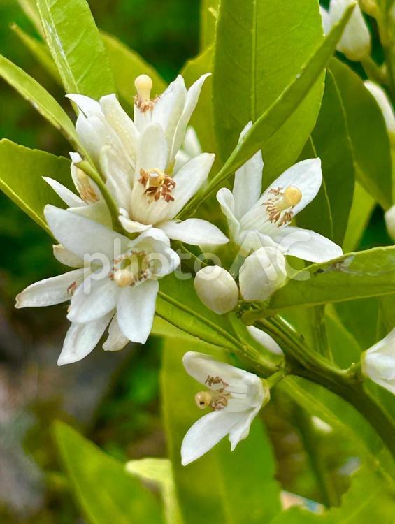 ミカンの苗に白い花が咲きました（縦） オレンジ,みかん,白い花の写真素材
