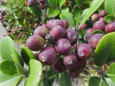 マルバシャリンバイの実 マルバシャリンバイ,実,紫の写真素材