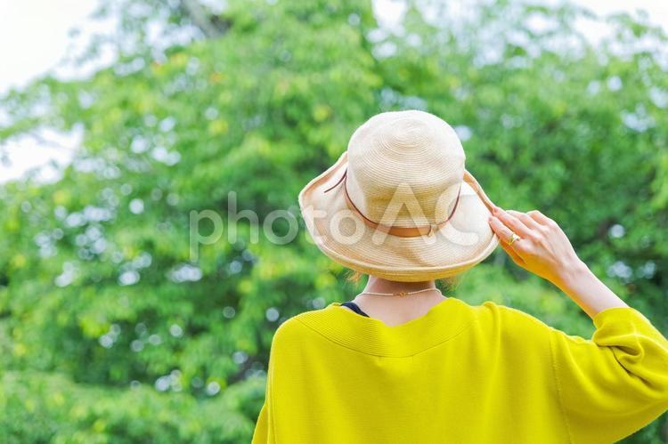 麦わら帽子を被った女性の後ろ姿 女性,後ろ姿,麦わら帽子の写真素材