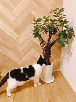 かじゅまるとねこ かじゅまるとねこの写真