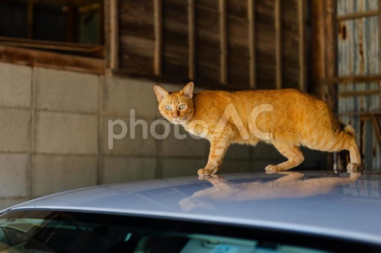 車の上に乗ってる猫 猫,車,ボンネットの写真素材