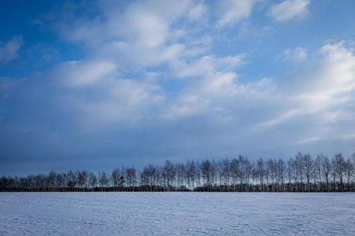 冬の畑と青空 冬の畑と青空の写真