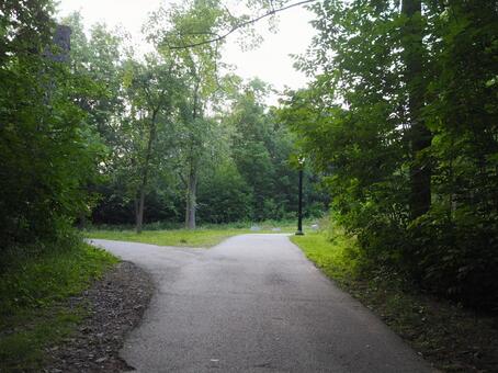 モンロイヤル公園にある遊歩道の分かれ道 風景,景色,モンロイヤル公園の写真素材