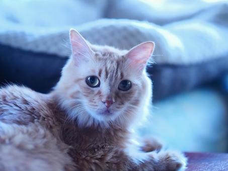 Photo, cat, a pet, healing, 