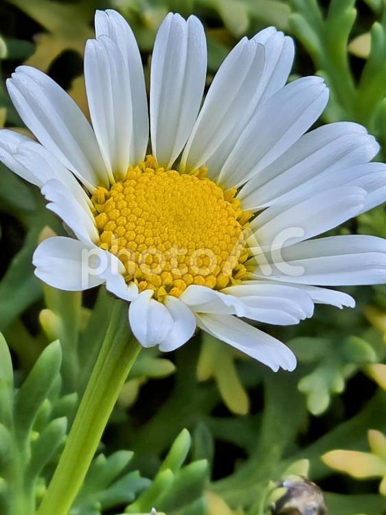 マーガレット マーガレット,花,白い花の写真素材