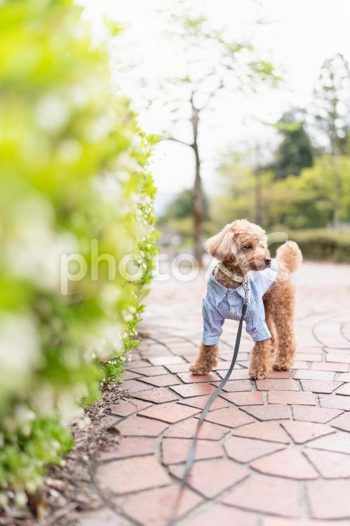 春の公園で散歩するトイプードル トイプードル,トイプー,春の写真素材