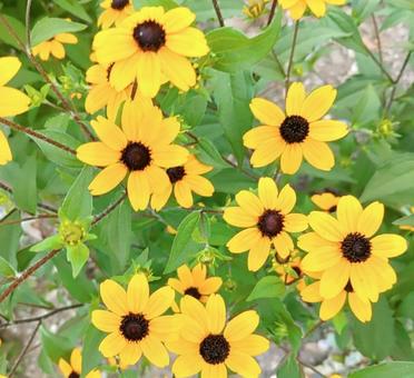 ミツバオオハンゴンソウ2の写真