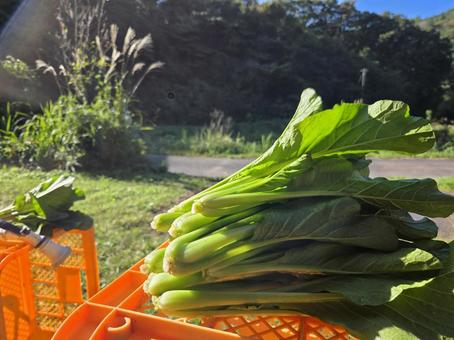 コマツナの出荷作業 コマツナの出荷作業 コマツナ,小松菜,出荷の写真素材