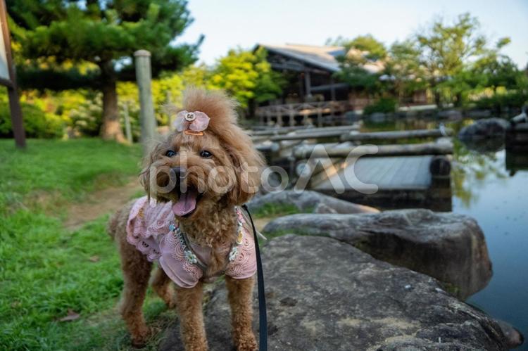 夏の公園で散歩するトイプードル トイプードル,トイプー,夏の写真素材