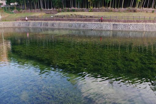 水の透き通る秋の池 春日大池,水面,透明の写真素材