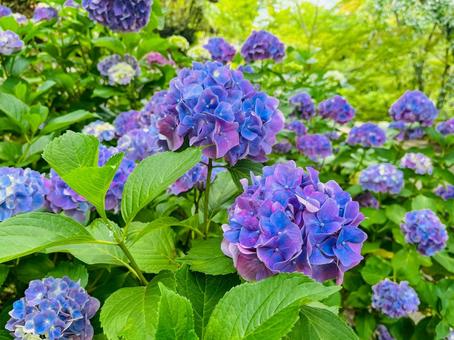 紫陽花 紫陽花の写真