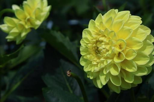 色鮮やかな大輪 色鮮やかな大輪 ダリア,花,キク科の植物の写真素材