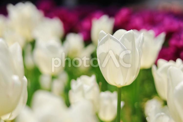 白いチューリップ チューリップ,チューリップ畑,花畑の写真素材