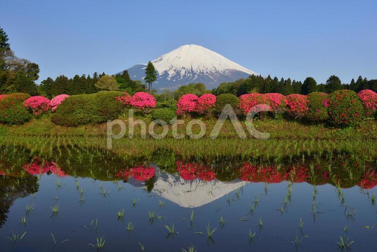 ツツジと逆さ富士 富士山,山,自然の写真素材