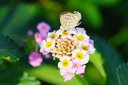１０月中旬のランタナの花とヤマトシジミ ランタナ,花,植物の写真素材