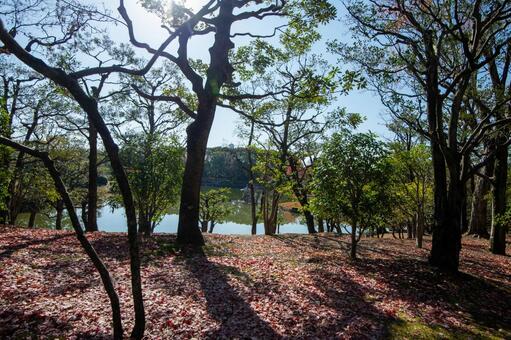 北摂の雑木林と溜池 北摂,晴天,晩秋の写真素材