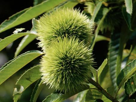 【植物写真】イガグリ(毬栗) 【植物写真】イガグリ(毬栗)の写真