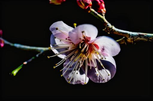 梅の花 梅の花の写真