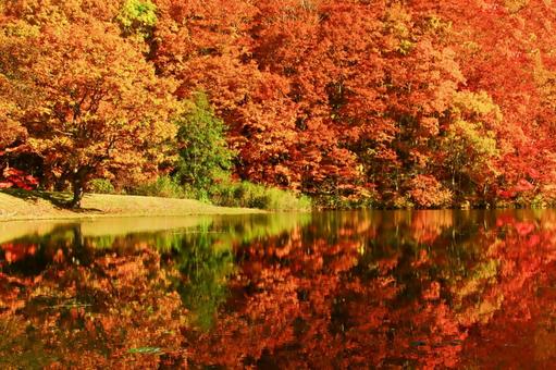 紅葉のイメージ 紅葉のイメージの写真