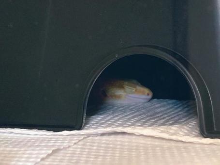 ヒョウモントカゲモドキ ヒョウモントカゲモドキの写真