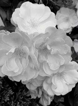 Rose, JPG Rose, JPG