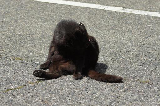 ねこ ねこ にゃんこ,可愛い,野良猫の写真素材