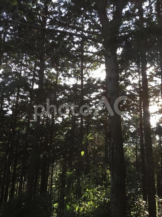 夕方の林 林,夕暮れ,木の写真素材