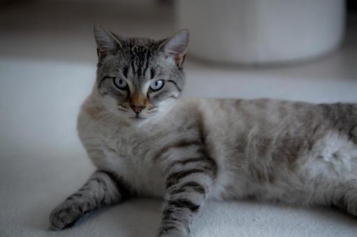 Photo, cat, blue eyes, tabby, 