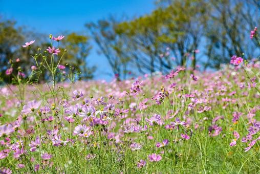 白木峰高原のコスモス 白木峰高原のコスモスの写真
