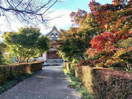 朝日が差し込む観音寺境内　秋　柏市 紅葉,朝日が差し込む,木々の写真素材