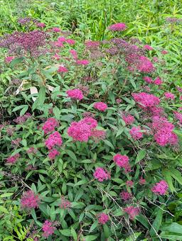 鮮やかなピンク色のシモツケの花 シモツケソウ,花,下野の写真素材