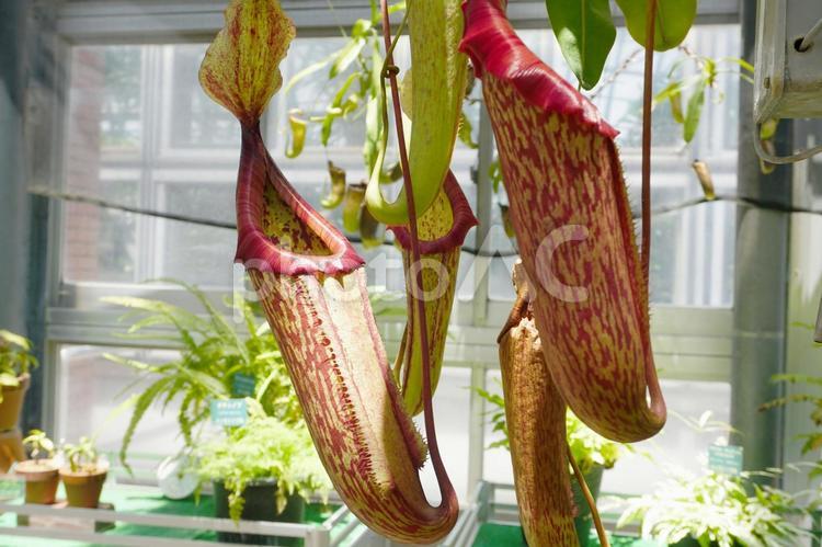 ウツボカズラ ウツボカズラ,モンキーカップ,食虫植物の写真素材