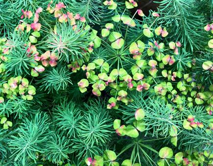 妖精の国の草花 妖精の国の草花の写真