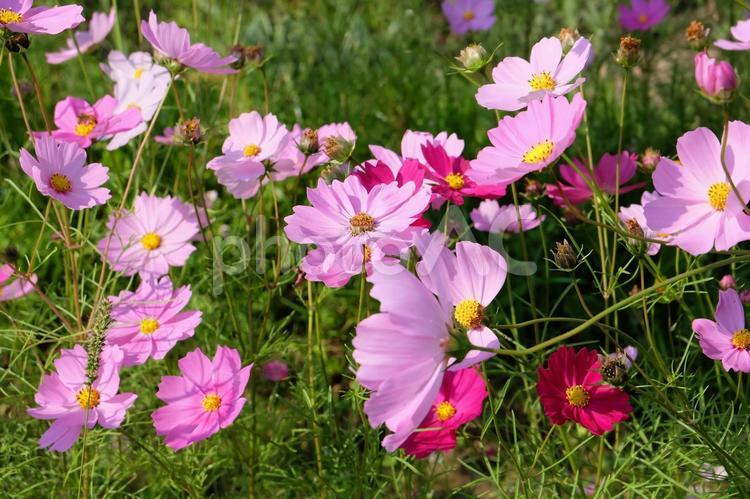 季節の花／コスモス_01 コスモス,秋桜,こすもすの写真素材