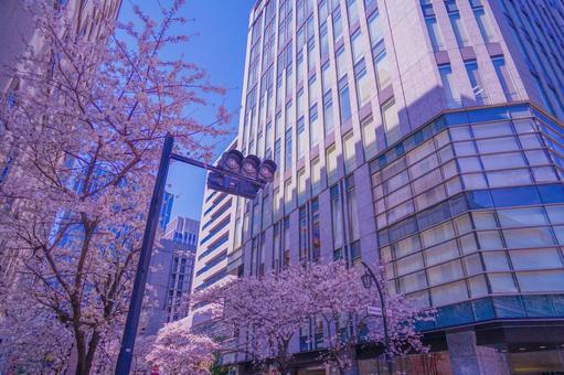 桜と都市の景観 桜と都市の景観 桜,桜並木,街路樹の写真素材
