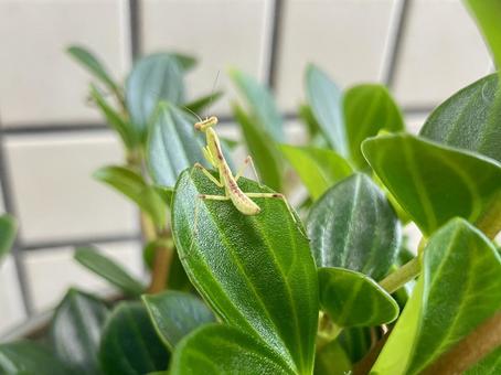 カマキリ カマキリ,春,孵化の写真素材