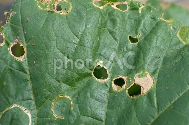 ウリハムシに食べられた葉(カボチャ)02 ウリハムシに食べられた葉(カボチャ)02 ウリハムシ,害虫,食害の写真素材