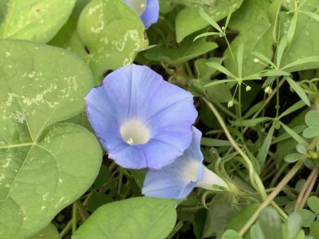 お花 お花の写真