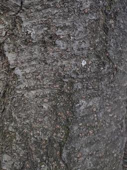 cherry tree, JPG