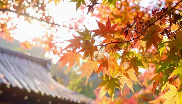 カラフルに色づいたモミジの枝葉 秋の植物 カラフルに色づいたモミジの枝葉 秋の植物の写真