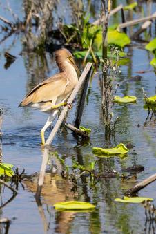Photo, bird, yellow bittern, wild bird, 