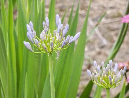 Photo, agapanthus, purple clam, cliviaceae, 
