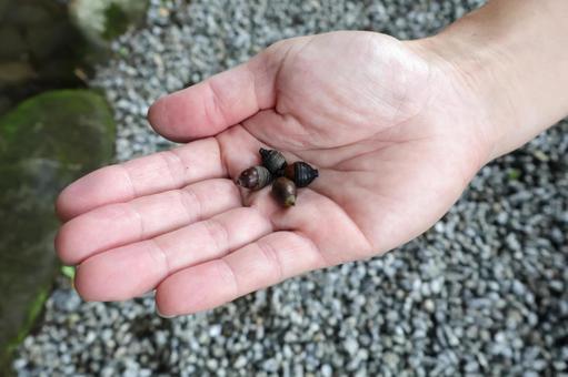 手に乗せたどんぐり 茶 秋 どんぐり拾い 手に乗せたどんぐり 茶 秋 どんぐり拾いの写真