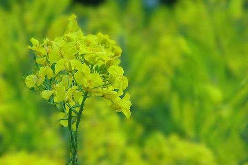 花模様ー季節の花 花模様ー季節の花の写真